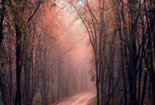 美关税举措损害全球经济增长.